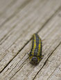 Inchworm